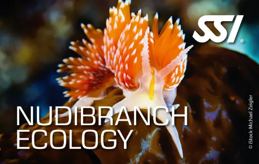 [SSJ93700849] Nudibranch Ecology
